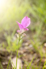 Siam Tulip in the park
