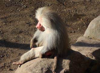 The hamadryas baboon (Papio hamadryas)