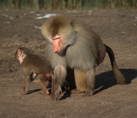 Fototapeta premium The hamadryas baboon (Papio hamadryas)