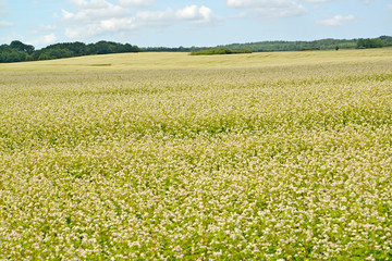 Big field of the blossoming buckwheat. Kaliningrad region