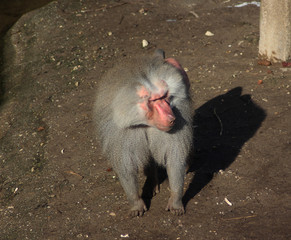 The hamadryas baboon (Papio hamadryas)