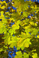 Autumn leaves on the branches