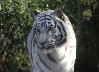  white tiger