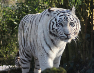 Fototapeta na wymiar white tiger