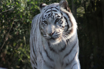  white tiger