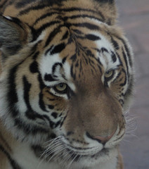 Fototapeta na wymiar The Siberian tiger (Panthera tigris altaica)