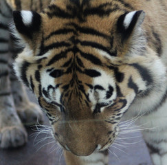 The Siberian tiger (Panthera tigris altaica)