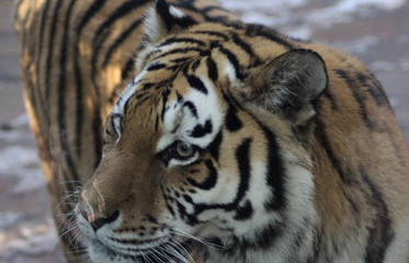 Fototapeta na wymiar The Siberian tiger (Panthera tigris altaica)