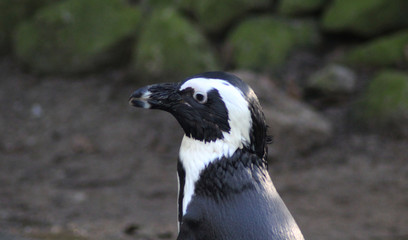 The African penguin (Spheniscus demersus)	