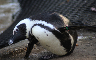 The African penguin (Spheniscus demersus)	