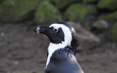 The African penguin (Spheniscus demersus)	