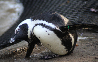 The African penguin (Spheniscus demersus)	