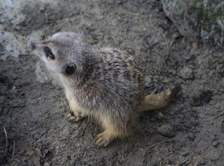 Meerkat (Suricata suricatta)