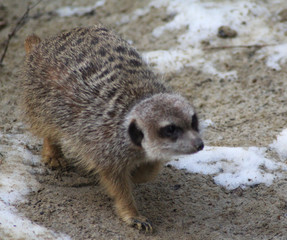 Meerkat (Suricata suricatta)