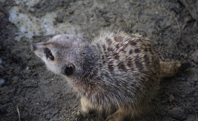 Meerkat (Suricata suricatta)
