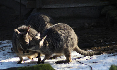 The tammar wallaby (Macropus eugenii)