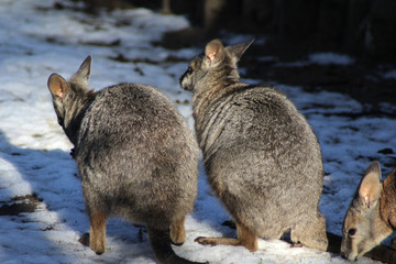 The tammar wallaby (Macropus eugenii)