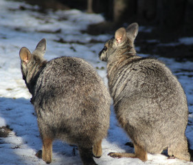 The tammar wallaby (Macropus eugenii)