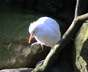 The cattle egret (Bubulcus ibis) 