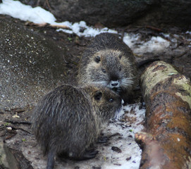 coypu (Myocastor coypus)	