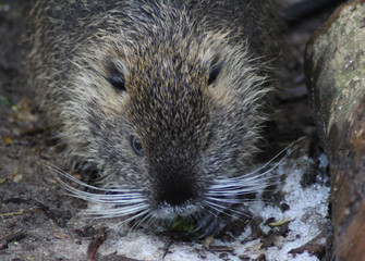 coypu (Myocastor coypus)	
