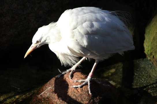 The Cattle Egret (Bubulcus Ibis) 