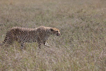 Cheetah Botswana Africa savannah wild animal mammal