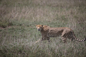 Fototapeta na wymiar Cheetah Botswana Africa savannah wild animal mammal