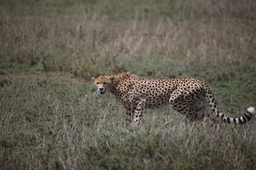 Cheetah Botswana Africa savannah wild animal mammal