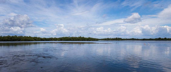 Summer Landscape, J.N. ''Ding'' Darling National Wildlife Refuge, Sanibel Island, Florida, USA