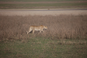 Cheetah Botswana Africa savannah wild animal mammal