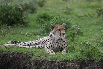 Fototapeta na wymiar Cheetah Botswana Africa savannah wild animal mammal