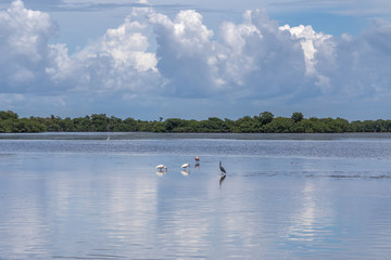 Summer Landscape, J.N. ''Ding'' Darling National Wildlife Refuge, Sanibel Island, Florida, USA