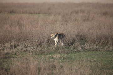 Cheetah Botswana Africa savannah wild animal mammal