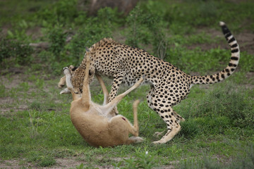 Cheetah Botswana Africa savannah wild animal mammal