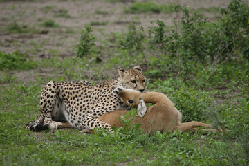 Cheetah Botswana Africa savannah wild animal mammal