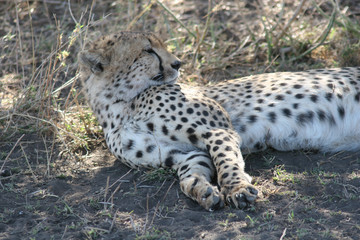 Cheetah Botswana Africa savannah wild animal mammal