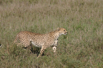 Cheetah Botswana Africa savannah wild animal mammal