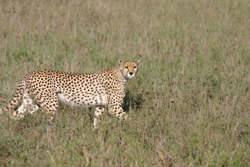 Cheetah Botswana Africa savannah wild animal mammal