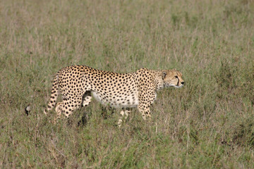 Cheetah Botswana Africa savannah wild animal mammal