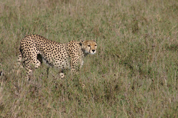 Cheetah Botswana Africa savannah wild animal mammal