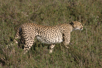 Cheetah Botswana Africa savannah wild animal mammal