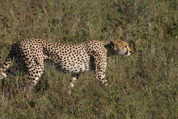 Cheetah Botswana Africa savannah wild animal mammal