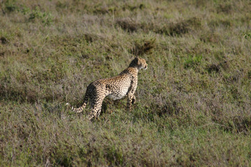 Cheetah Botswana Africa savannah wild animal mammal