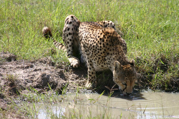Cheetah Botswana Africa savannah wild animal mammal