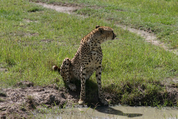 Cheetah Botswana Africa savannah wild animal mammal
