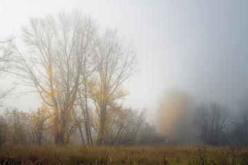 Obraz na płótnie Canvas there is poplar grove in misty autumn morning