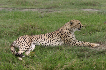 Cheetah Botswana Africa savannah wild animal mammal