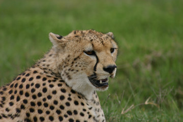 Naklejka na ściany i meble Cheetah Botswana Africa savannah wild animal mammal