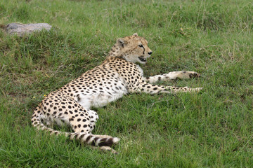Cheetah Botswana Africa savannah wild animal mammal